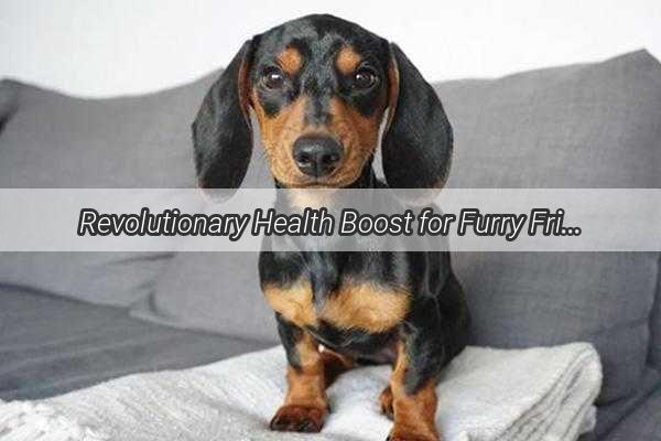 Revolutionary Health Boost for Furry Friends The Wonders of Tetracycline for Dogs